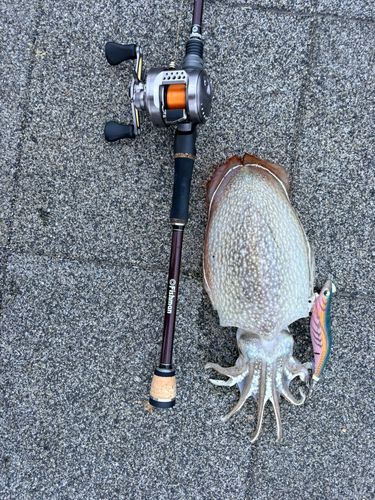 イカの釣果