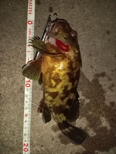 カサゴの釣果