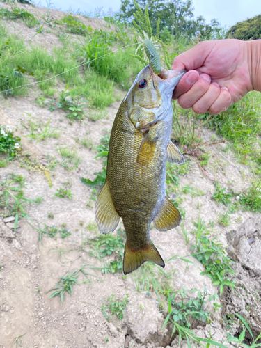 スモールマウスバスの釣果