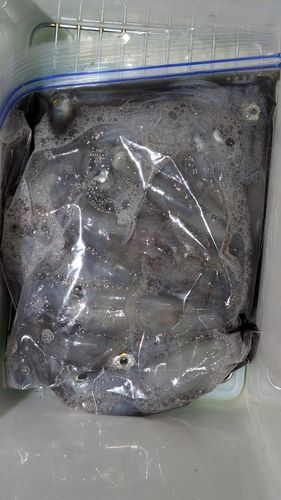 ヒイカの釣果