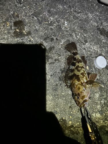 カサゴの釣果