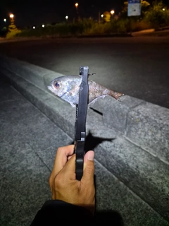 ハタンポの釣果