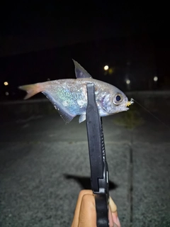 ハタンポの釣果