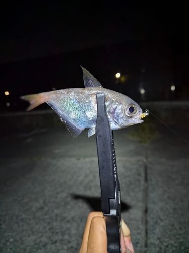 ハタンポの釣果