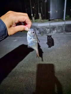 ハタンポの釣果