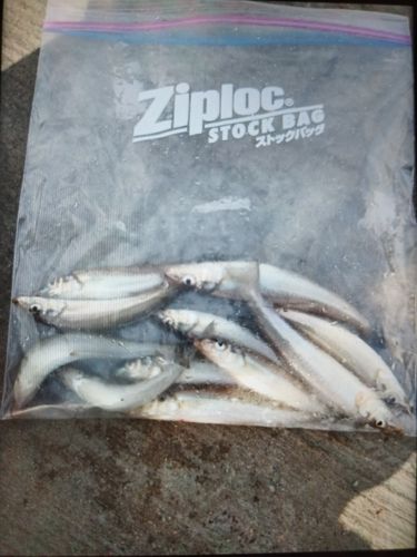 シロギスの釣果