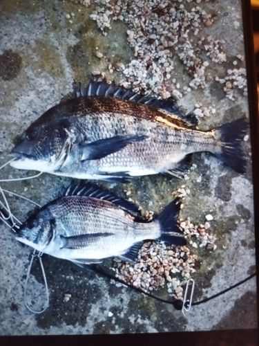 クロダイの釣果