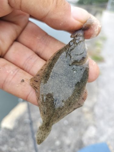 カレイの釣果