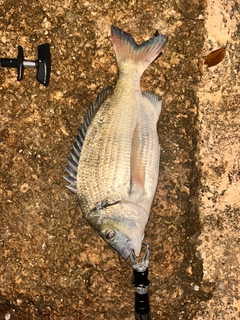 ミナミクロダイの釣果