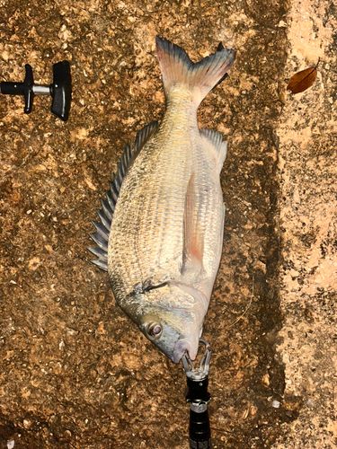 ミナミクロダイの釣果
