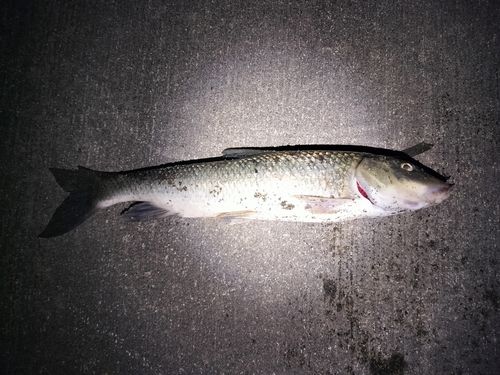 ニゴイの釣果