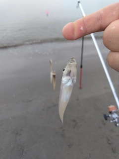 キスの釣果