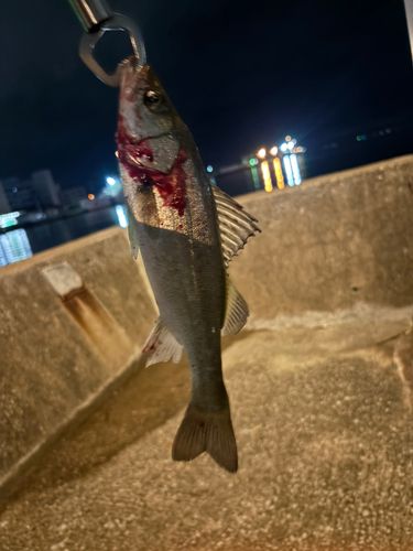 セイゴ（マルスズキ）の釣果