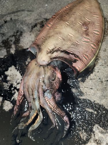 モンゴウイカの釣果