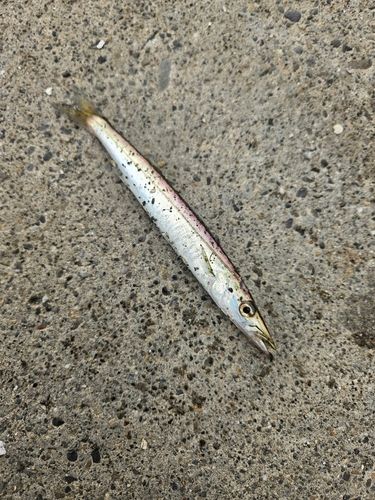 アカカマスの釣果