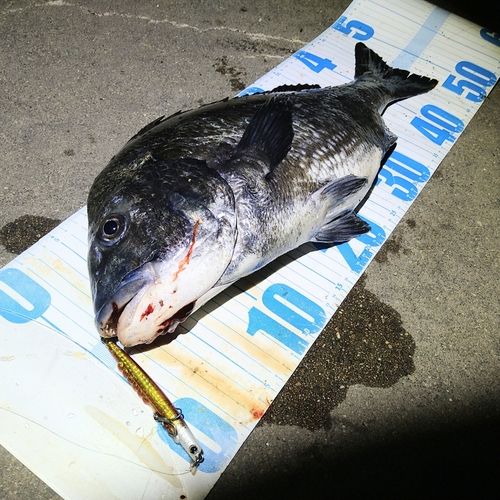 クロダイの釣果