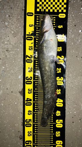 ナマズの釣果