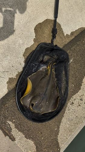 アカエイの釣果