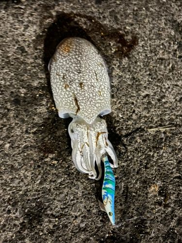シリヤケイカの釣果