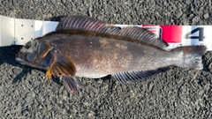アイナメの釣果