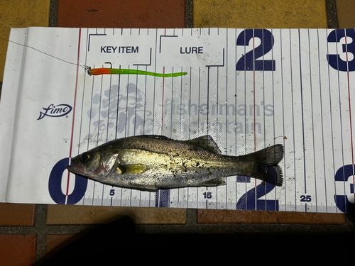 セイゴ（マルスズキ）の釣果