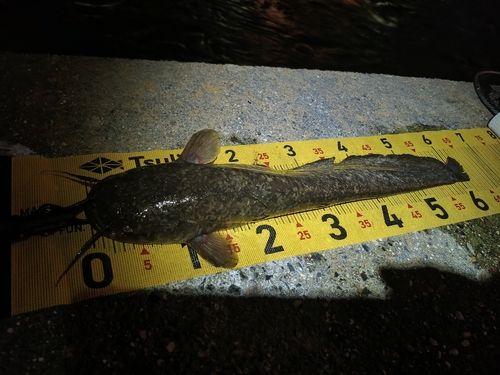 ナマズの釣果