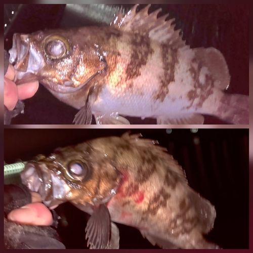 メバルの釣果