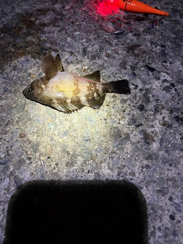 メバルの釣果
