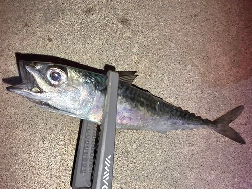 サバの釣果