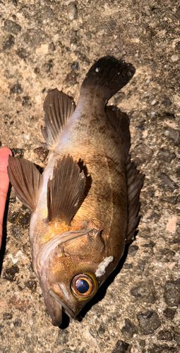 シロメバルの釣果