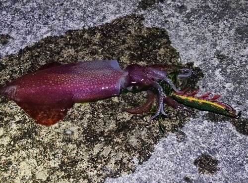 ケンサキイカの釣果