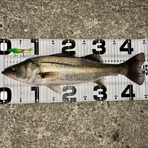 シーバスの釣果