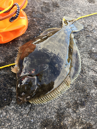 カレイの釣果