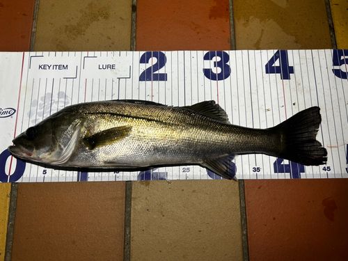 フッコ（マルスズキ）の釣果
