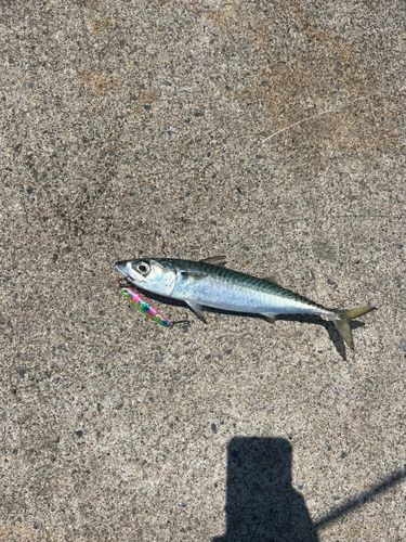 サバの釣果