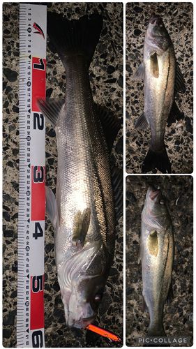 マルスズキの釣果
