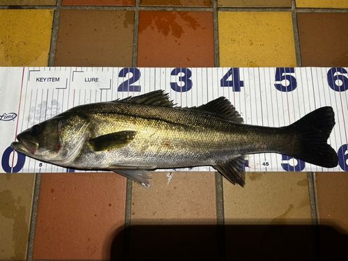 フッコ（マルスズキ）の釣果