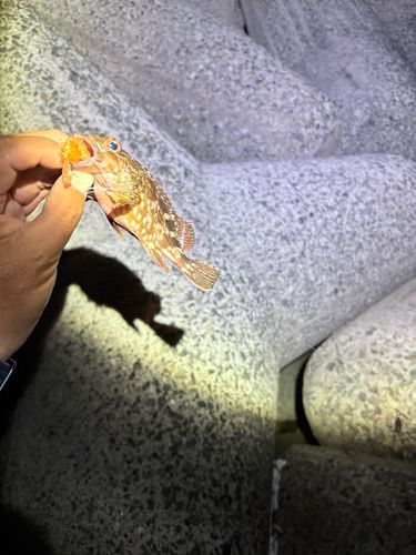 カサゴの釣果
