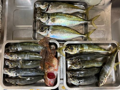 マアジの釣果