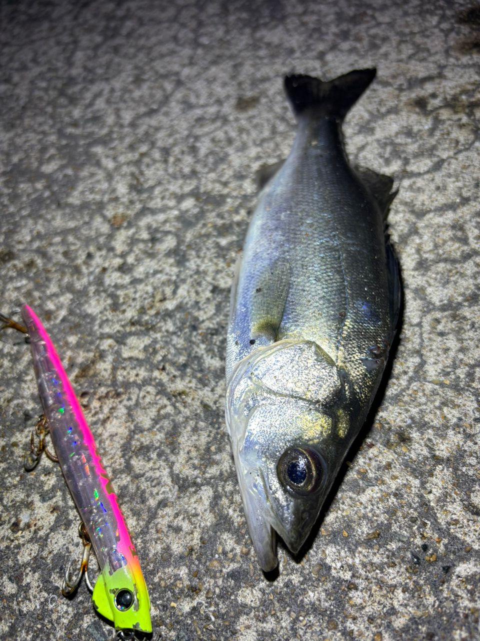 SHIMANO 23ディアルーナ S96Mの最安値・インプレ・釣果 | 本音の口コミ