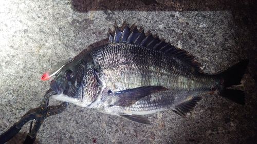クロダイの釣果