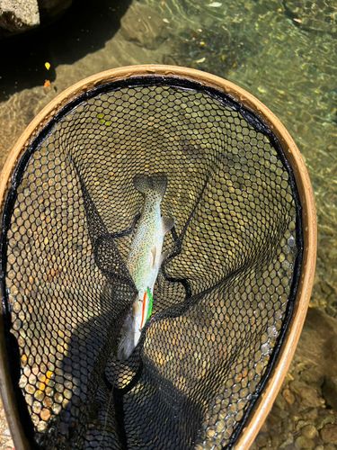 ブラウントラウトの釣果