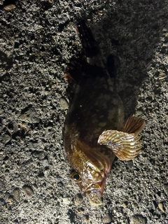 カサゴの釣果