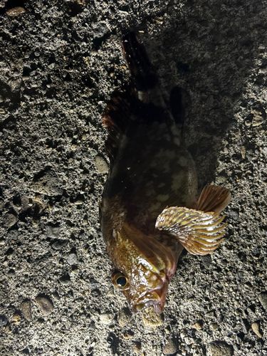 カサゴの釣果