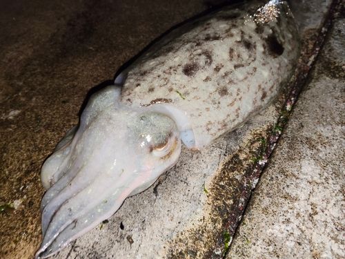 コウイカの釣果
