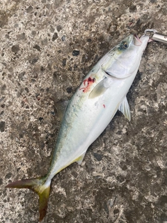 ハマチの釣果