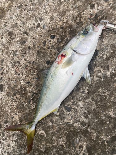 ハマチの釣果