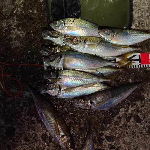 アジの釣果