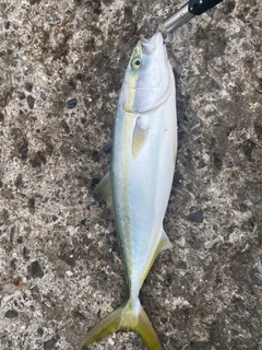 ハマチの釣果