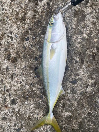 ハマチの釣果